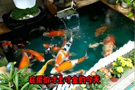 互动性最好的观赏鱼排名第5：锦鲤