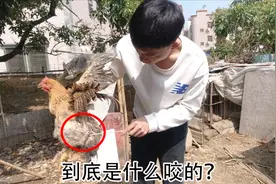 家鸡被不明生物咬大半个屁股，又有发鸡瘟的，损失有点承受不住了视频封面