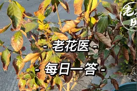 桂花叶子突然掉了怎么回事？新叶疯狂长白点是什么？每日一答视频封面
