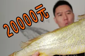 20000买一条拍卖级别的超大野生大黄鱼，号称海中金条，果然好吃