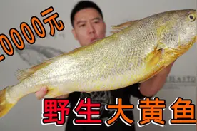 20000买一条拍卖级别的超大野生大黄鱼，号称海中金条，果然好吃视频封面
