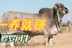 一养就赚钱的印度神牛，印度的婆罗门牛赚不赚钱，在饲料产肉比率视频封面