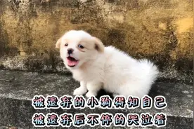 被遗弃的小狗得知自己被遗弃后不停的哭泣着视频封面