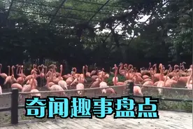 奇闻趣事盘点：它们全是“好色之徒”！只要不红难找对象！视频封面