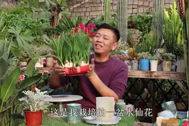 水培水仙做1步，出苗加点料，“叶片、花杆”矮矮的，开花才漂亮