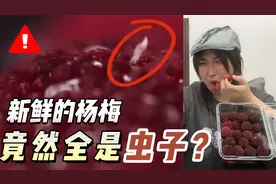危险！新鲜杨梅 居然全是虫？显微镜实测，结果太气人了！视频封面