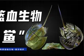 稀有的蓝血生物-鲎，地球上最古老的生物比恐龙还要早出现2亿多年