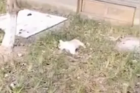 无锡5岁女孩抱着宠物狗13楼坠落，女孩抢救中，小狗被压身下死亡视频封面