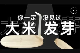 白色的种子白色的芽，这就是你天天吃的大米，微观发芽过程！视频封面
