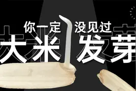 白色的种子白色的芽，这就是你天天吃的大米，微观发芽过程！视频封面