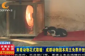 来看动物花式取暖！成都动物园本周五免费开放啦！视频封面