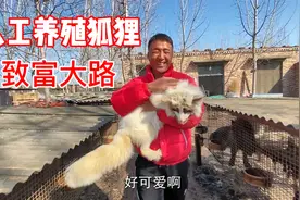 河南农村搞养殖业多赚钱？一只狐狸卖2000，一年挣20万你敢信！视频封面