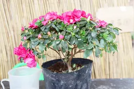 杜鹃花和栀子花爱“吃醋”，喂点下去，花色更艳丽视频封面