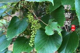 今天运气真好！兰兰进山找到药用植物“山葡萄”，如今已很难遇见视频封面
