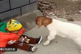 熊孩子和羊一起玩耍，不料接下来一幕，熊孩子真是猝不及防视频封面