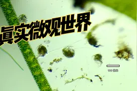 惊艳！单细胞也可以是大聪明 一起来看显微镜下的奇妙世界视频封面