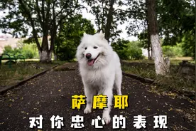 萨摩耶对你忠不忠心？摸这些地方，就清楚了！