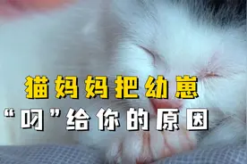 猫妈妈把幼崽“叼”给你的四大原因，记好了视频封面