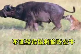 不正经的鬣狗女王，开始掏肛连  蛋蛋也吃了视频封面