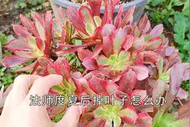 法师多肉度夏叶子快掉光了！还能活吗？如何抢救？视频封面