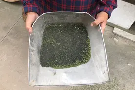 小蚕的排泄物还能做成枕头？长这么大第一次听说！真稀奇！视频封面