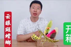 云眼斑螳螂开箱：买了1只翅膀上有眼睛形状的螳螂，它真的凶猛吗视频封面