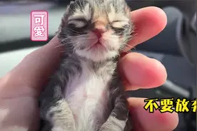 刚出生小奶猫被冻僵，主人用吸管喂食，如今长成萌萌小可爱视频封面