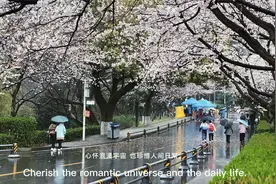 武汉大学成为中国最美大学之一，是因为樱花吗？已成为赏樱胜地视频封面