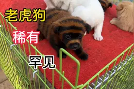 河北最大狗市惊现“老虎狗”，这是非洲来的猎犬？怎么从来没见过视频封面
