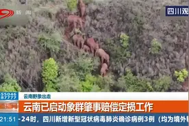 云南野象出走，象群一路“逛吃”，沿线村民极大包容视频封面