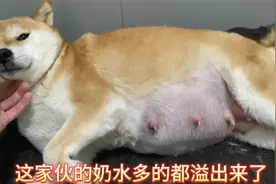 怀孕58天的母犬就要生了，奶水多的都溢出来，猜猜这窝能生几只？视频封面