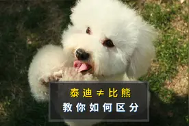 泰迪和比熊应该如何区分视频封面
