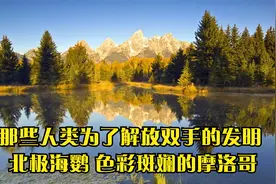 那些人类为了解放双手的发明 北极海鹦 色彩斑斓的摩洛哥视频封面