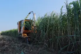 皇竹草的一生｜现代农业种植和收获王草制作青贮饲料视频封面