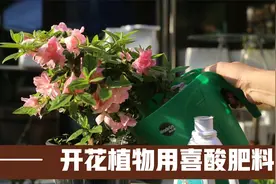 开花植物施什么肥？园艺师教你，使用喜酸植物营养液，开花爆盆视频封面