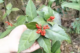 草珊瑚含片大家都知道，但草珊瑚长啥样？有什么用途你了解吗？