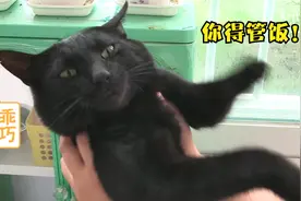 真“不要脸”的流浪猫，带同伴蹭吃蹭喝，狗狗被它气炸了视频封面