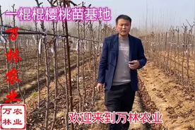 俄罗斯八号樱桃苗与美早大樱桃树苗一根棍大樱桃树苗育苗基地视频封面