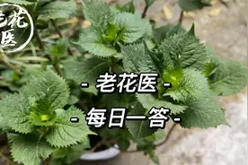 茉莉花叶子发黄不伸展？裂萼草莓不长怎么办？每日一答
