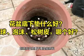 花盆底下垫什么好？陶球、泡沫、松树皮，谁更好？你会选哪个？视频封面