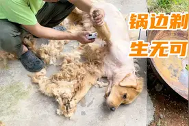 给金毛、德牧剃毛，剃完才知道谁是实心狗！#奇妙的狗狗#视频封面