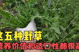 羊最爱吃的五种野草排名，营养价值最高的是它，哪一种草不能喂羊视频封面
