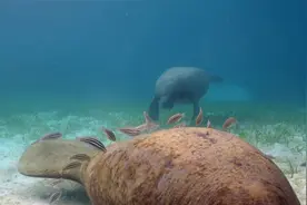 海洋间谍：岩豆娘鱼成了海牛的“跟屁虫”，以海牛身上的藻类为食视频封面