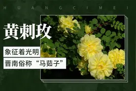 晋南俗称“马茹子”——黄刺玫视频封面