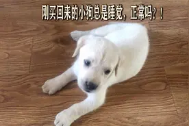 刚买回来的小狗狗，为什么总是睡觉呢？不是有病了吧？！