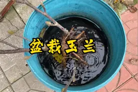 北方可以种的“玉兰花”，皮实又耐寒，春季开花满屋飘香视频封面