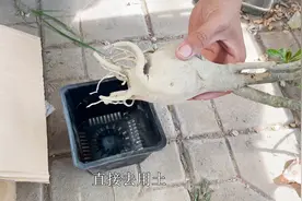沙漠玫瑰种上容易烂？其实很好养，是你“栽种”错误，赶紧改一下视频封面