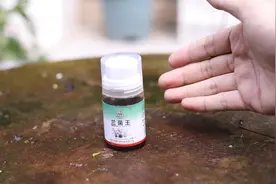 养兰花怎么施肥？园艺师教你，用兰菌王，让兰花长出大白根