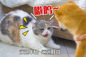 小柴犬刚来新家，就惨遭4只猫暴打，太惨了！