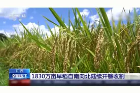 丰收啦！江西1830万亩早稻陆续开镰收割视频封面
